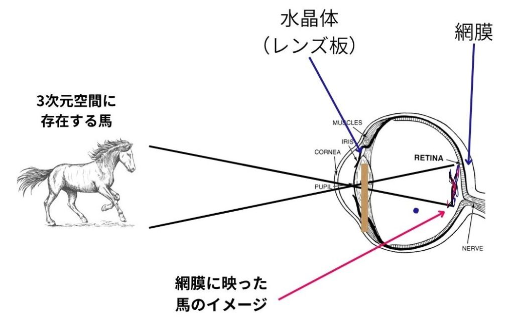 網膜　眼の仕組み　イメージ